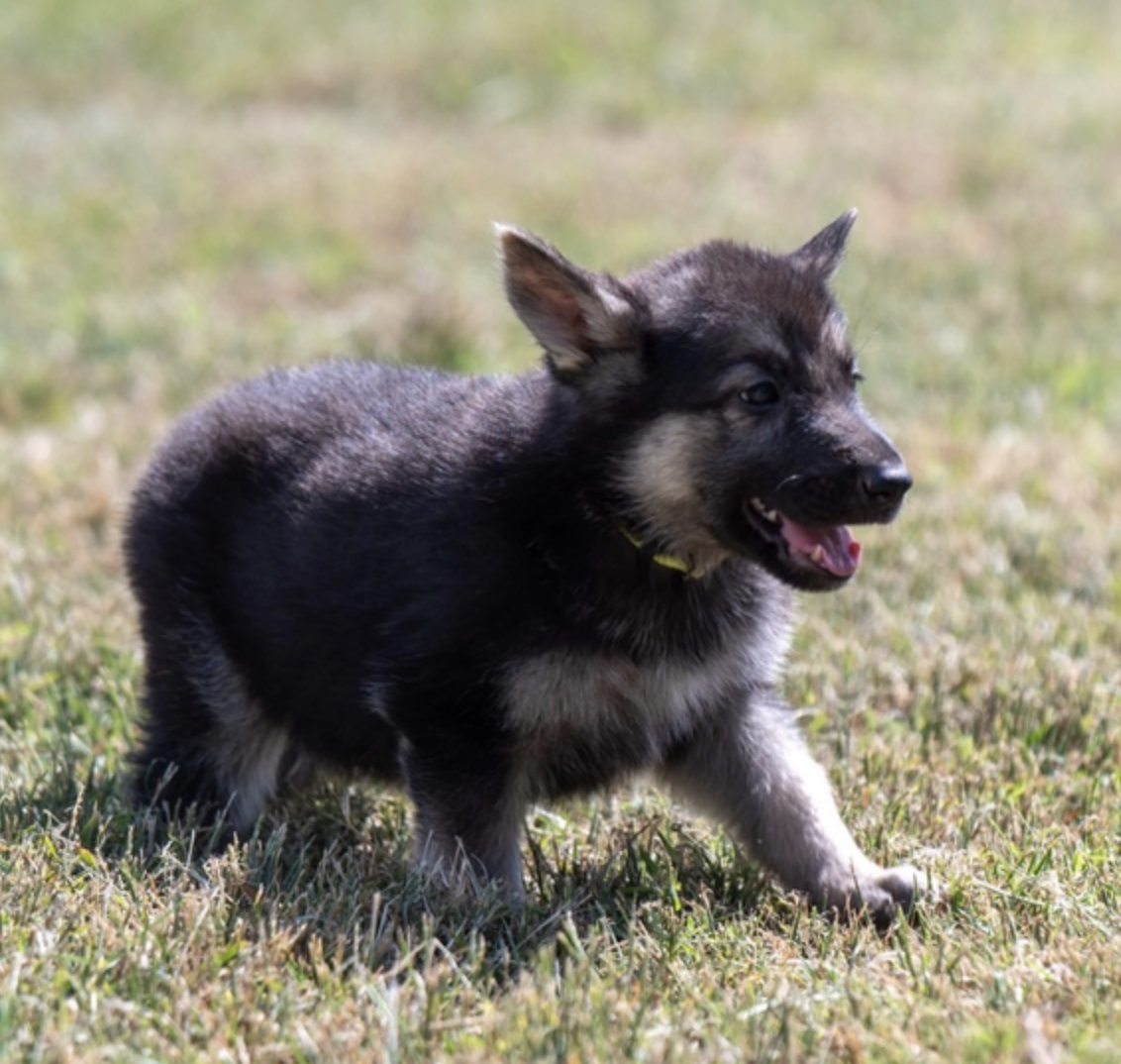 comprar cachorros sanos, baratos y asequibles para la venta
